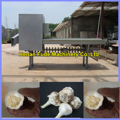 China Garlic root cutting machine , dehydrated garlic chips processing machine supplier