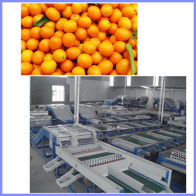 China Peach grading machine, citrus sorting machine , orange sorting machine supplier
