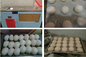 Steamed bun forming machine,round dough ball forming machine supplier