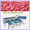Cherry tomato grading machine , dates grading sorting machine supplier